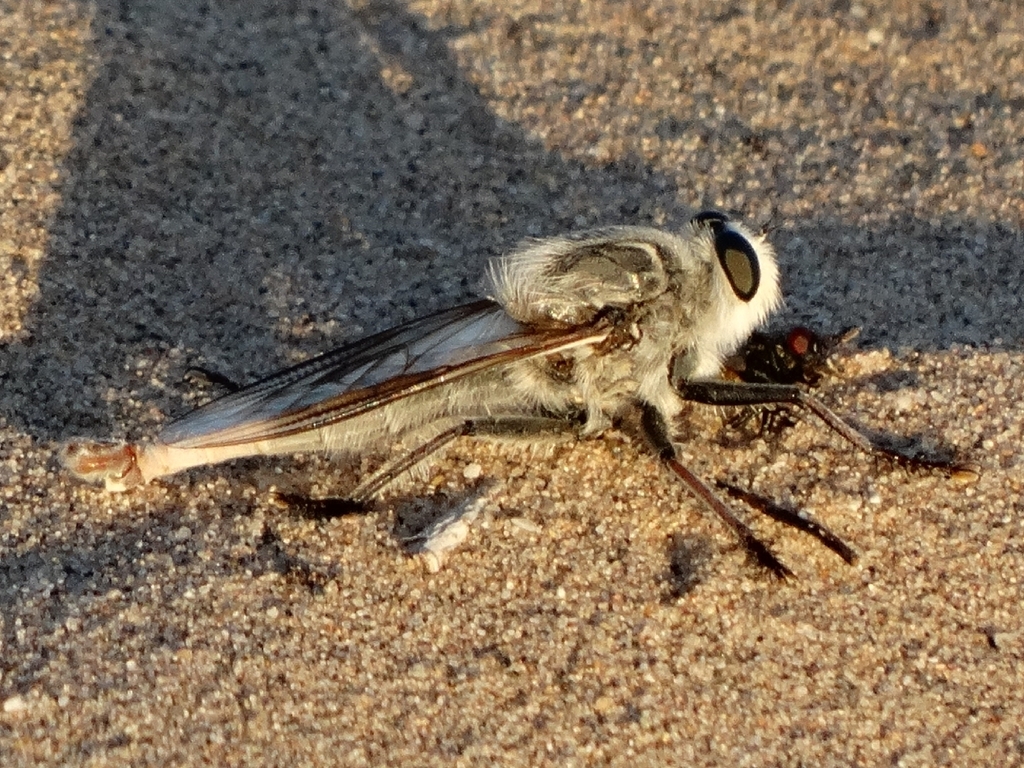 Kelso Dunes Robber Fly