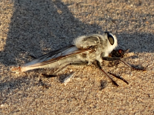 Kelso Dunes Robber Fly