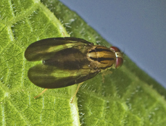 Clusiosomina puncticeps