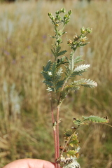Potentilla conferta