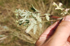 Potentilla conferta