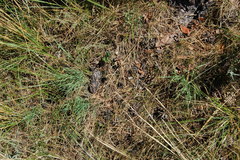 Cleistogenes squarrosa