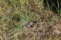 Cleistogenes squarrosa