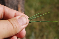 Cleistogenes squarrosa