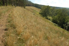 Stipa capillata