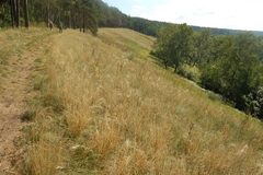 Stipa capillata