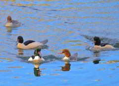 Mergus merganser