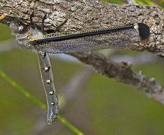 Stilbopteryx costalis