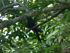 Dicrurus paradiseus