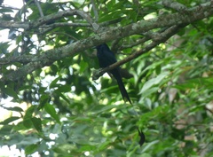 Dicrurus paradiseus