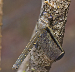 Stilbopteryx costalis