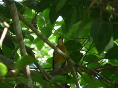 Geokichla citrina cyanota