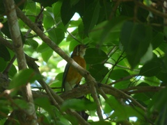 Geokichla citrina cyanota