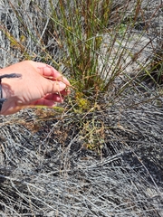 Pelargonium senecioides
