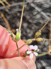 Pelargonium senecioides