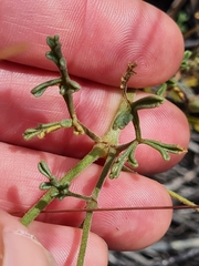 Pelargonium senecioides