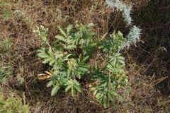 Potentilla conferta