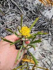 Leucospermum