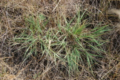 Cleistogenes squarrosa