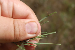 Cleistogenes squarrosa