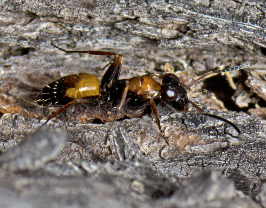 Opisthopsis picta lepida