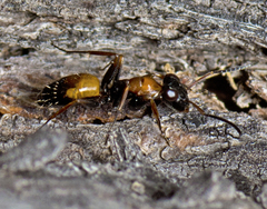 Opisthopsis pictus lepidus