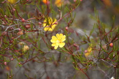 Hibbertia stellaris