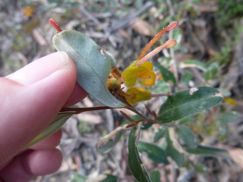 Image of Grevillea chrysophaea by (c) Kiri Bee, some rights reserved (CC BY)