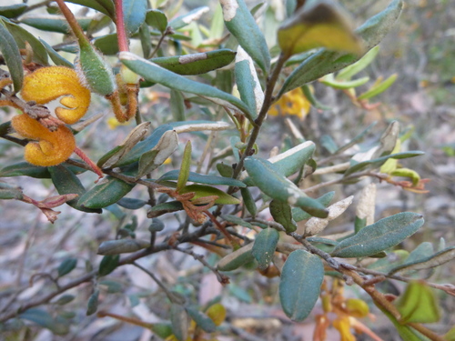 Image of Golden Grevillea (Grevillea chrysophaea) by (c) Kiri Bee, some rights reserved (CC BY)