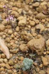 Stylidium tenue