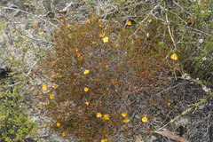 Hibbertia stellaris
