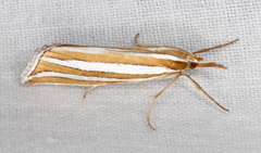 Hednota bivittella