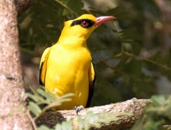 Oriolus auratus