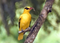 Oriolus auratus
