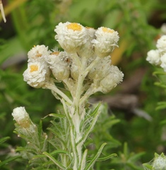 Helichrysum teretifolium - Photo (c) Sandra Falanga, algunos derechos reservados (CC BY-NC), subido por Sandra Falanga