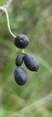Alyxia sinensis