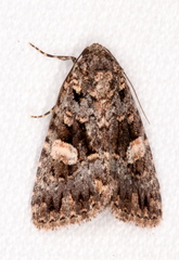 Condica macrosema
