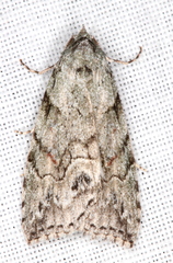 Calathusa basicunea