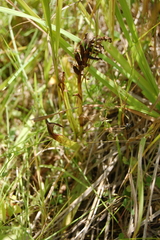 Dactylorhiza incarnata