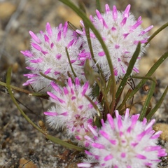 Ptilotus davisii