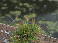 Zoysia pacifica