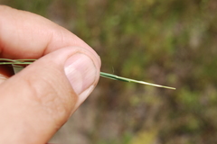 Cleistogenes squarrosa