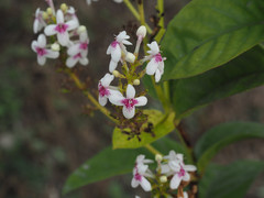 Pseuderanthemum maculatum