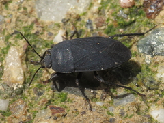 Aellopus atratus
