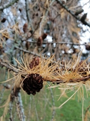 Larix