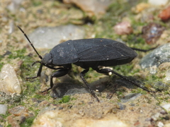 Aellopus atratus