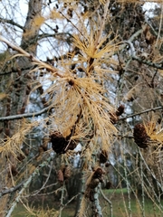 Larix