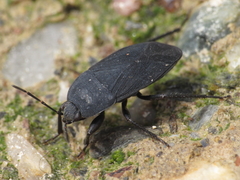 Aellopus atratus