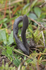 Clavaria greletii