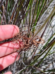 Pelargonium pilosellifolium
